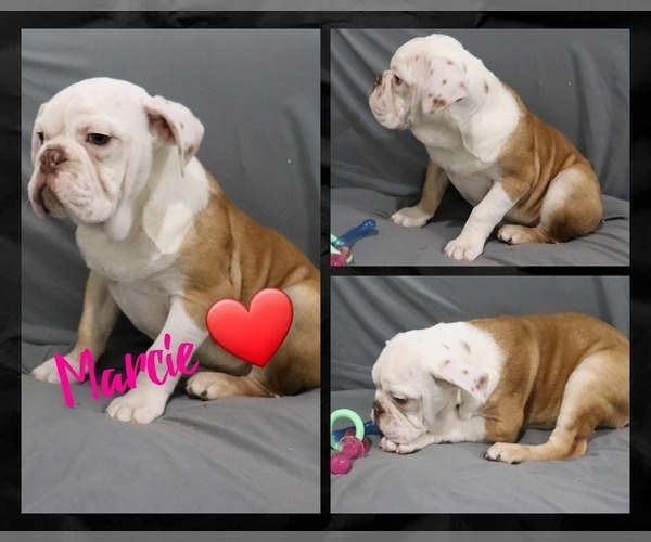 Medium Photo #1 Olde English Bulldogge Puppy For Sale in PINE VILLAGE, IN, USA
