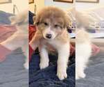 Small #1 Australian Shepherd-Great Pyrenees Mix