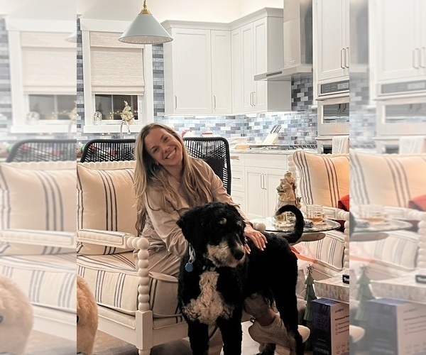 Medium Photo #1 Aussie-Poo-Bernedoodle Mix Puppy For Sale in LEXINGTON, SC, USA