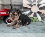 Small Photo #16 Yorkshire Terrier Puppy For Sale in MONROE, IN, USA