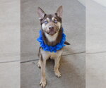 Small #1 Siberian Husky Mix