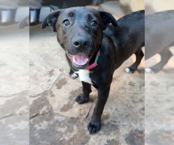 Medium Photo #42 Labrador Retriever-Unknown Mix Puppy For Sale in OKLAHOMA CITY, OK, USA