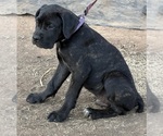 Small #3 Cane Corso