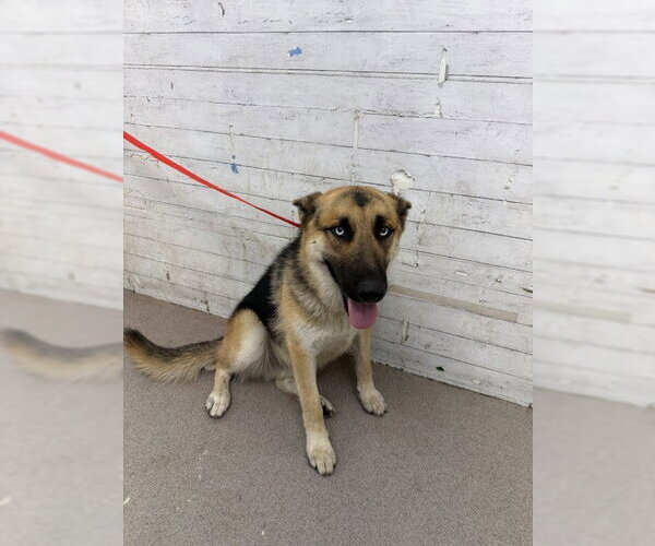 Medium Photo #1 Gerberian Shepsky Puppy For Sale in San Bernardino, CA, USA
