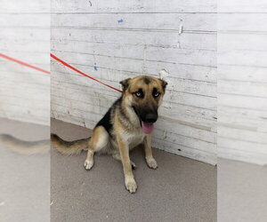 Gerberian Shepsky Dogs for adoption in San Bernardino, CA, USA