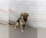 JOSHUA - Male Gerberian Shepsky Dog for Adoption - Small photo