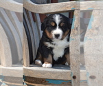 Puppy Olympia Bernese Mountain Dog