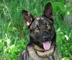 Small Photo #1 German Shepherd Dog Puppy For Sale in LITCHFIELD, MI, USA