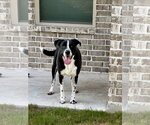 Small #4 Lab-Pointer