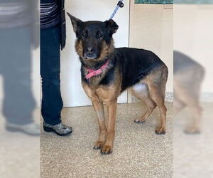 Koda - Female German Shepherd Dog Dog for Adoption - Photo #2