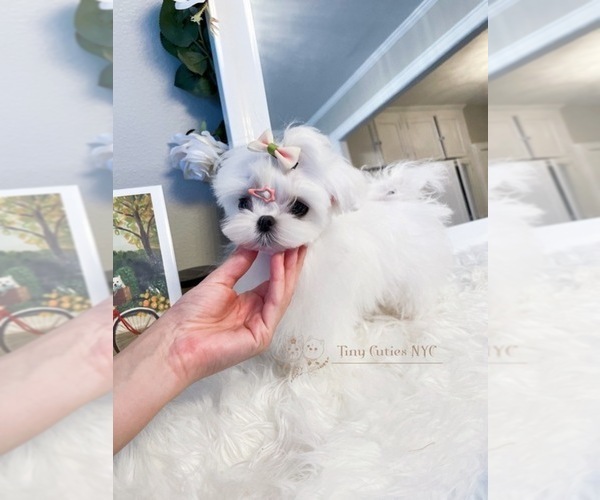 Medium Photo #2 Maltese Puppy For Sale in ASTORIA, NY, USA
