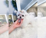 Small Photo #2 Maltese Puppy For Sale in ASTORIA, NY, USA