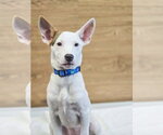 Small #1 American Pit Bull Terrier Mix