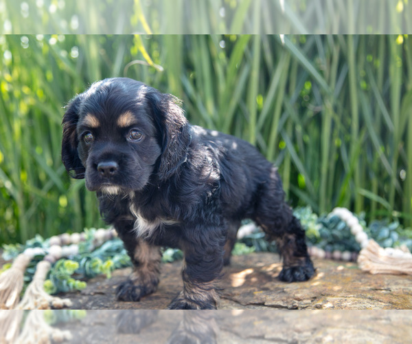 Medium Photo #16 Cocker Spaniel Puppy For Sale in BALTIC, OH, USA