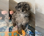 Puppy 2 Goldendoodle-Miniature Australian Shepherd Mix