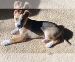 Small Photo #6 Australian Kelpie-Unknown Mix Puppy For Sale in Alexander, AR, USA