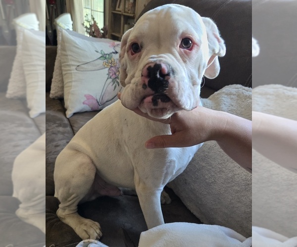Medium Photo #12 Boxer Puppy For Sale in LAUREL, DE, USA