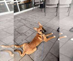 Mutt Dogs for adoption in garner, NC, USA