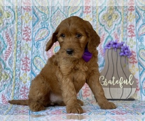 Goldendoodle Puppy for sale in LANCASTER, PA, USA