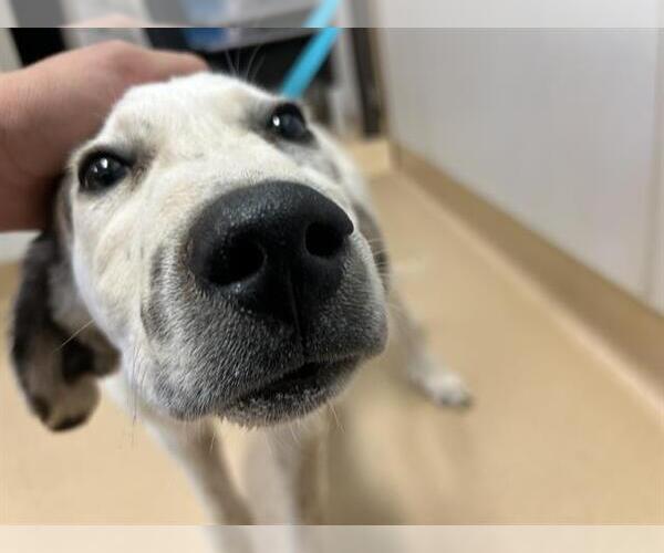 Medium Photo #1 Great Pyrenees-Unknown Mix Puppy For Sale in Placerville, CA, USA