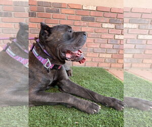 China - Female Mutt Dog for Adoption - Photo #4