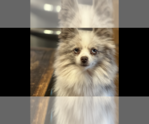 Mother of the Pomeranian puppies born on 11/06/2024