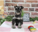 Small Photo #6 Schnauzer (Miniature) Puppy For Sale in SYRACUSE, IN, USA