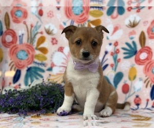 Collie-Pembroke Welsh Corgi Mix Puppy for sale in LANCASTER, PA, USA