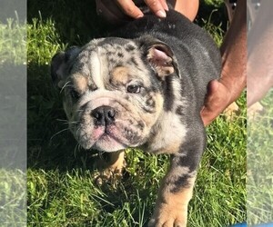 English Bulldog Puppy for Sale in AKRON, Ohio USA