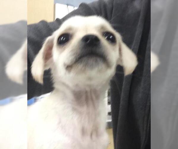 Medium Photo #1 Chihuahua Puppy For Sale in Riverside, CA, USA