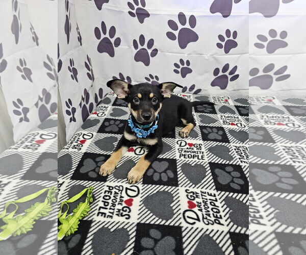 Medium Photo #2 Jack Chi Puppy For Sale in Metairie, LA, USA