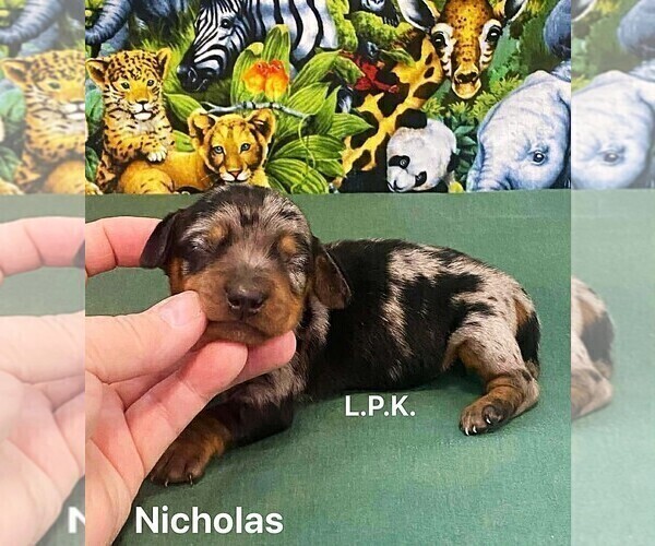 Medium Photo #2 Dachshund Puppy For Sale in WINNSBORO, LA, USA