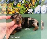 Small #1 Dachshund