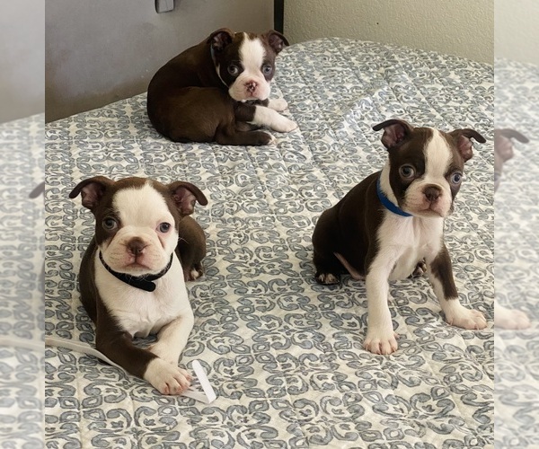 Medium Photo #2 Boston Terrier Puppy For Sale in HESPERIA, CA, USA