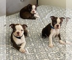 Small #1 Boston Terrier