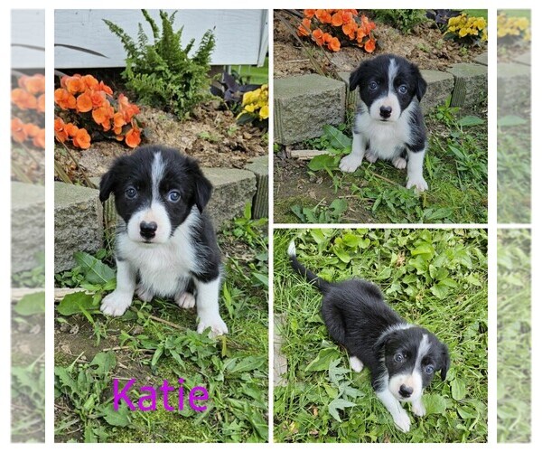 Medium Photo #4 Border Collie Puppy For Sale in STANLEY, WI, USA