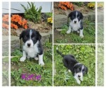 Small #3 Border Collie