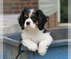 Cavalier King Charles Spaniel Puppy for sale in FREDERICKSBG, OH, USA