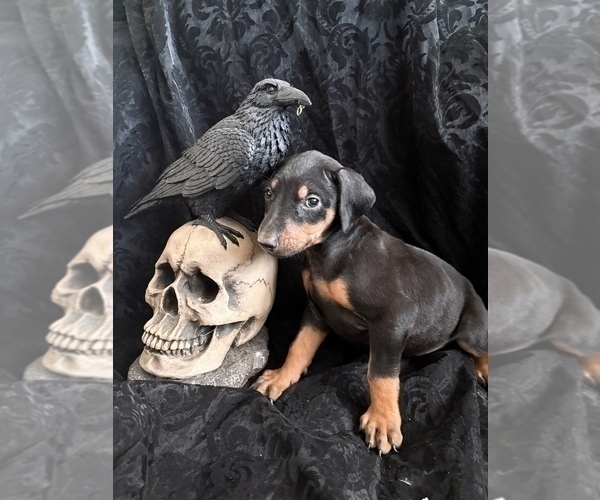 Medium Photo #6 Doberman Pinscher Puppy For Sale in YUCCA VALLEY, CA, USA