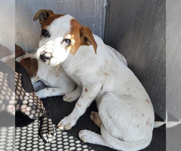 Medium Photo #1 Mutt Puppy For Sale in San Antonio, TX, USA