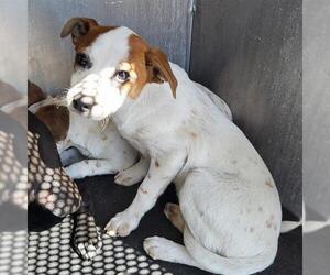 Mutt Dogs for adoption in San Antonio, TX, USA