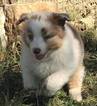 Small Photo #5 Australian Shepherd Puppy For Sale in BERTRAM, TX, USA