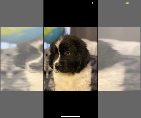 Medium Photo #1 Newfoundland Puppy For Sale in JOHNSTOWN, OH, USA