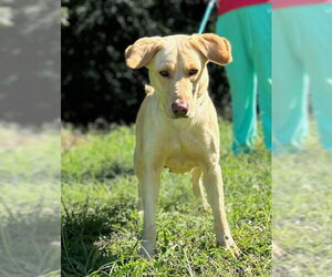 Labrador Retriever-Unknown Mix Dogs for adoption in Wetumpka, AL, USA