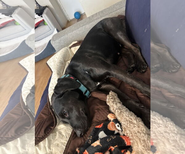 Medium Photo #8 Labrador Retriever-Unknown Mix Puppy For Sale in San Diego, CA, USA