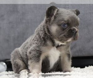French Bulldog Puppy for sale in NEW YORK, NY, USA