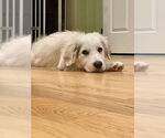 Small #6 Great Pyrenees