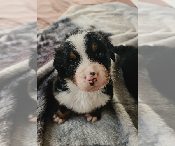 Medium Photo #3 Bernese Mountain Dog Puppy For Sale in SUPERIOR, WI, USA