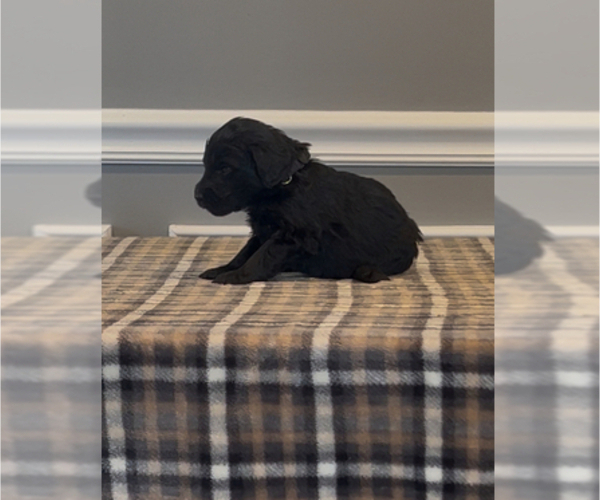 Medium Photo #2 Bernedoodle-Labradoodle Mix Puppy For Sale in MILFORD, NJ, USA