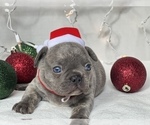 Small Photo #7 French Bulldog Puppy For Sale in FLEMING ISLAND, FL, USA